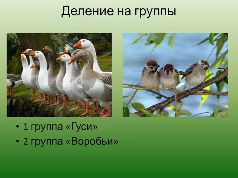 Разделите птиц на группы по способу питания. Деление птиц на группы. Воробьи группа. Группа гусей. Предложение про гуся.