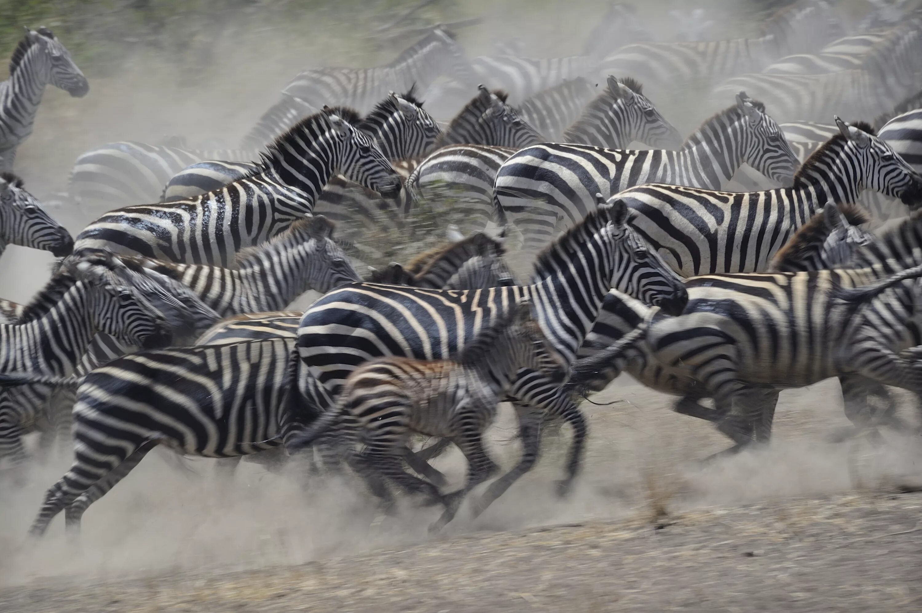 Стадо зебр. Зебра бежит. Животные бегут. Стая зебр.