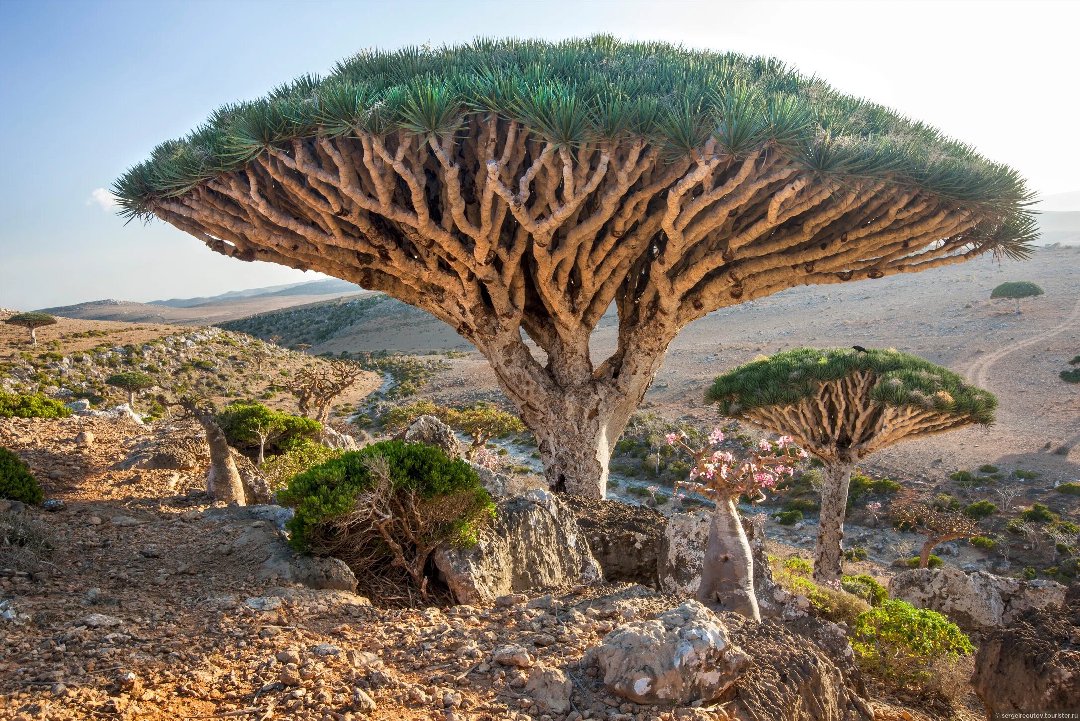 Удивительные растения земли. Драконовое дерево Сокотра. Сокотра Йемен драконовое дерево. Драконовые деревья на острове Сокотра. Йемен Сокотра природа.