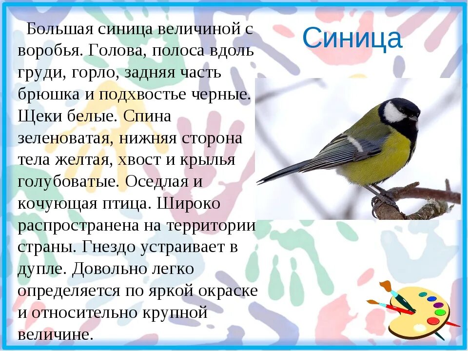 Описание синицы. Рассказ про синичку для дошкольников. Синица описание птицы. Синица описание для детей.