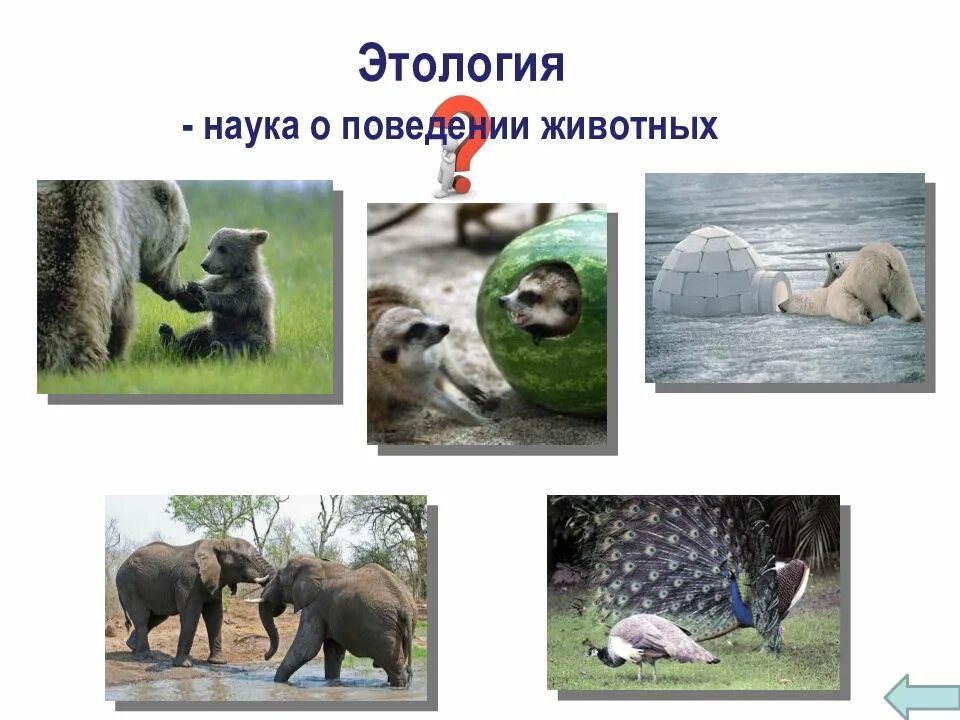 Э зоология
