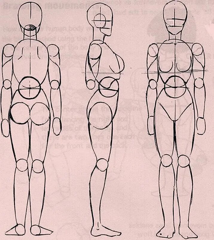 Анатомия человека для рисования пропорции. Пропорции человека в полный рост референс. Тело девушки референс пропорции. Пропорции человека для рисования в полный рост для начинающих.