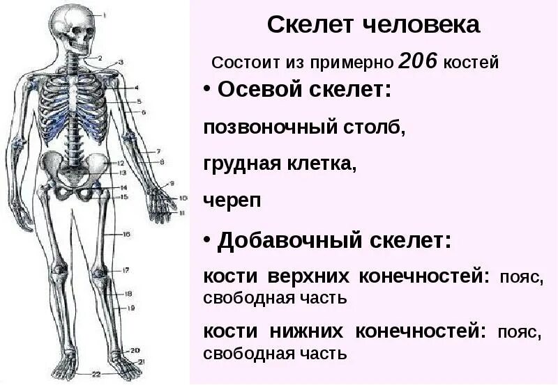 Скелет человека имеет 4 отдела. Осевой скелет состоит из скольки костей. Осевой скелет человека анатомия. Осевой скелет схема. Строение скелета осевой скелет.