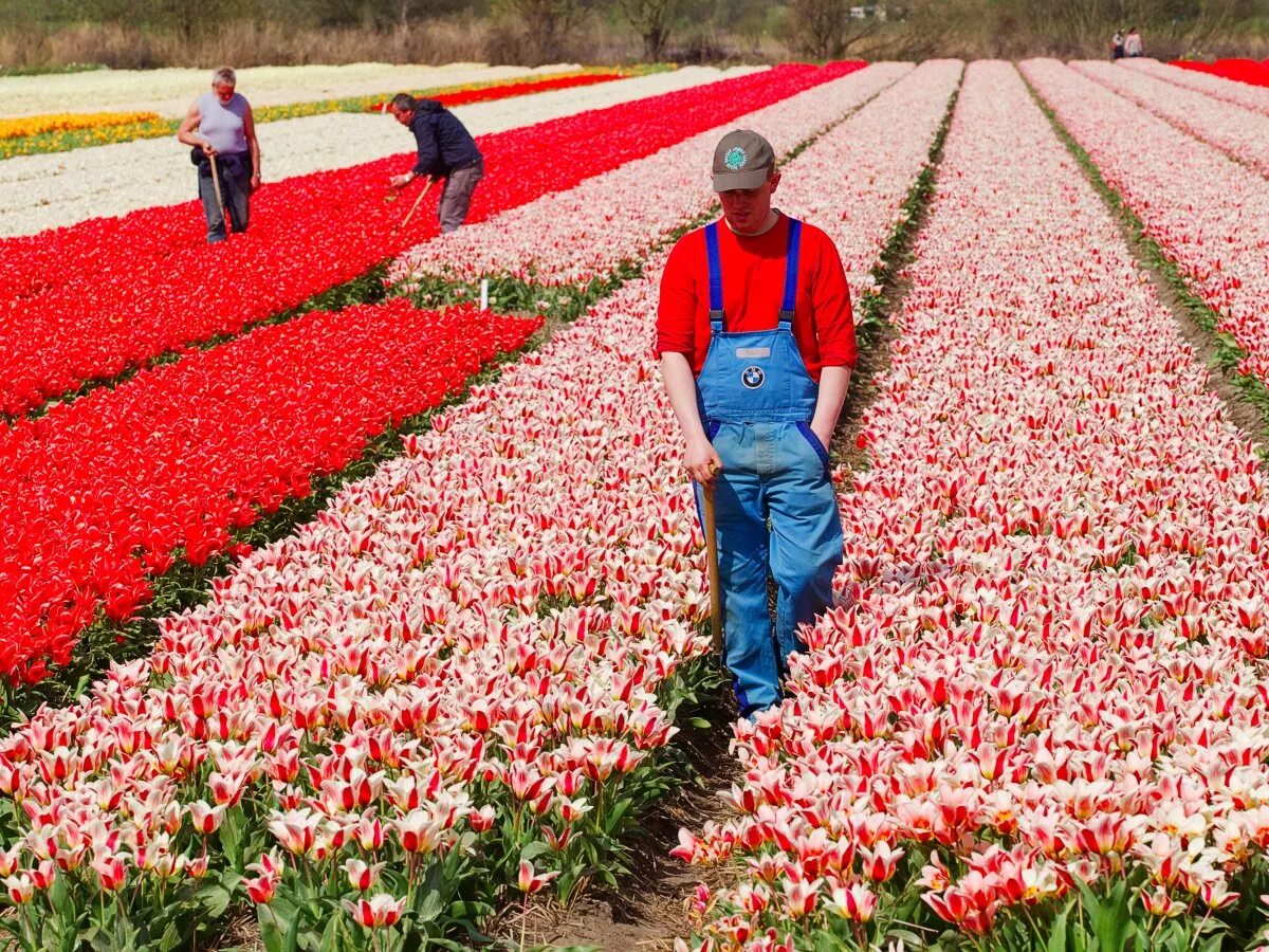 Сальвадор розы плантации. Плантации тюльпанов в Голландии. Плантации роз в Голландии. Плантации роз в Кении. Посажу цветы тюльпаны песня