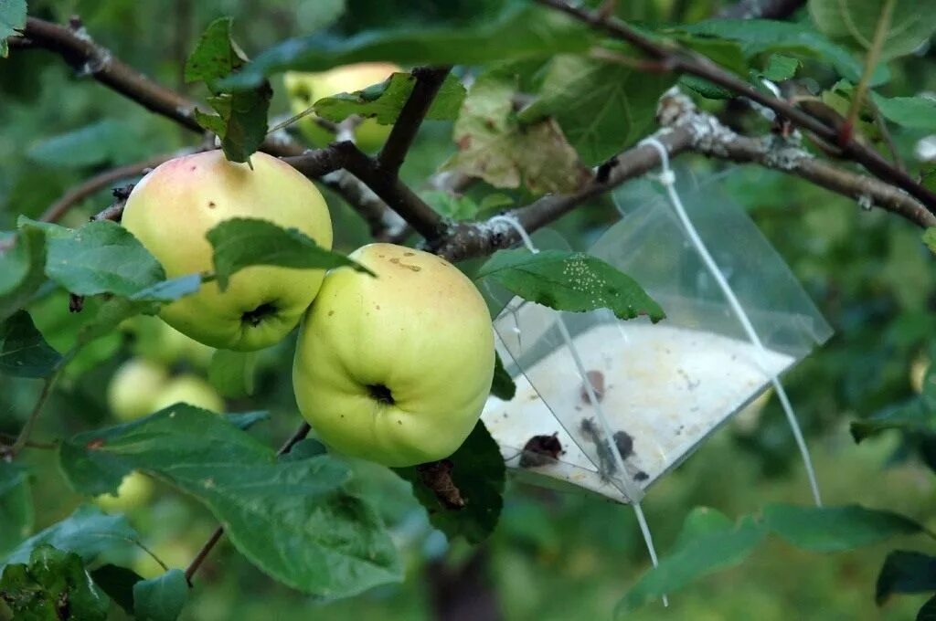 Весенняя обработка яблонь. Плодожорка на яблоне. Вредители яблок. Яблони в саду летом плодожерка.