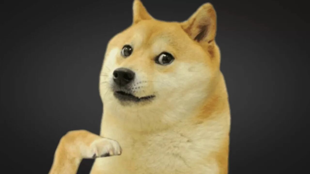 Сиба-ину догги. Doge распечатка. Как зовут доге. Как зовут доге. Собачка сиба ину догги.