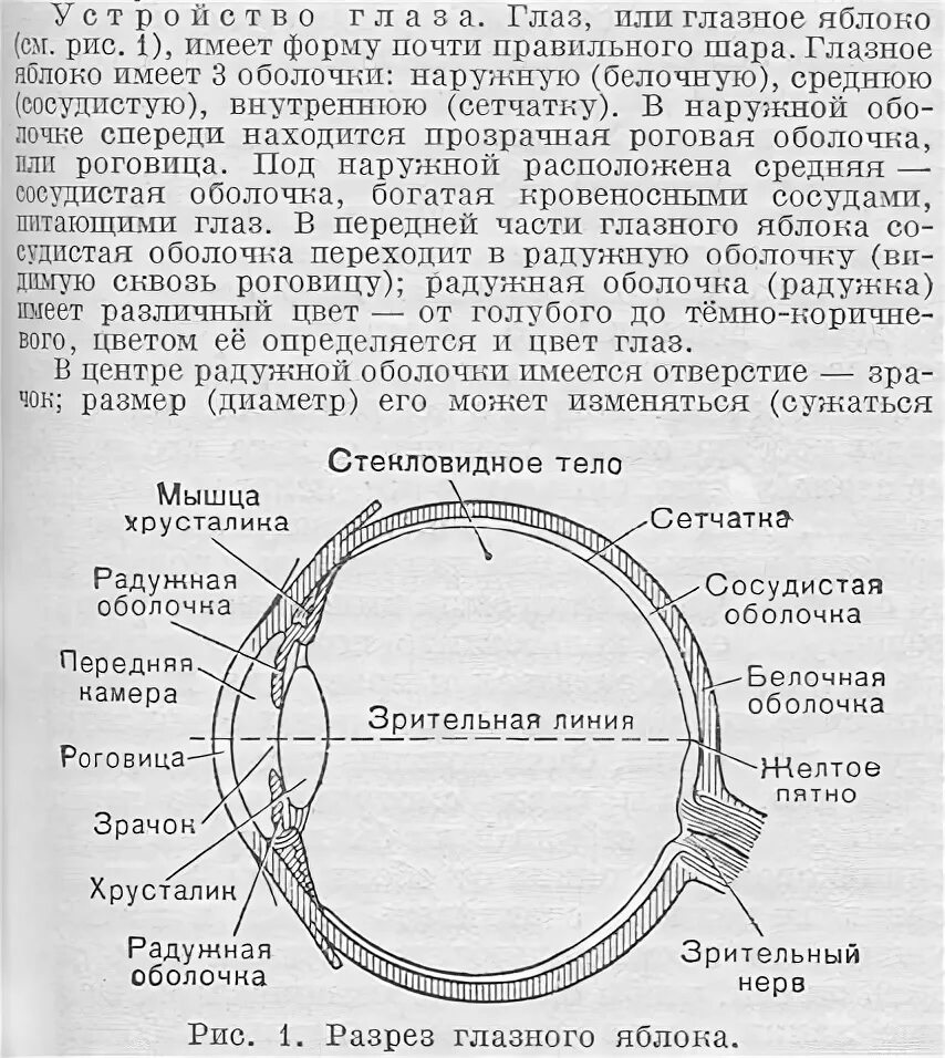 Рассмотрите белочную оболочку определите ее цвет. Глазное яблоко имеет оболочки. Глазное яблоко имеет 3 оболочки. Глаз имеет 3 оболочки белочная. Глазное яблоко имеет оболочки мягкую.