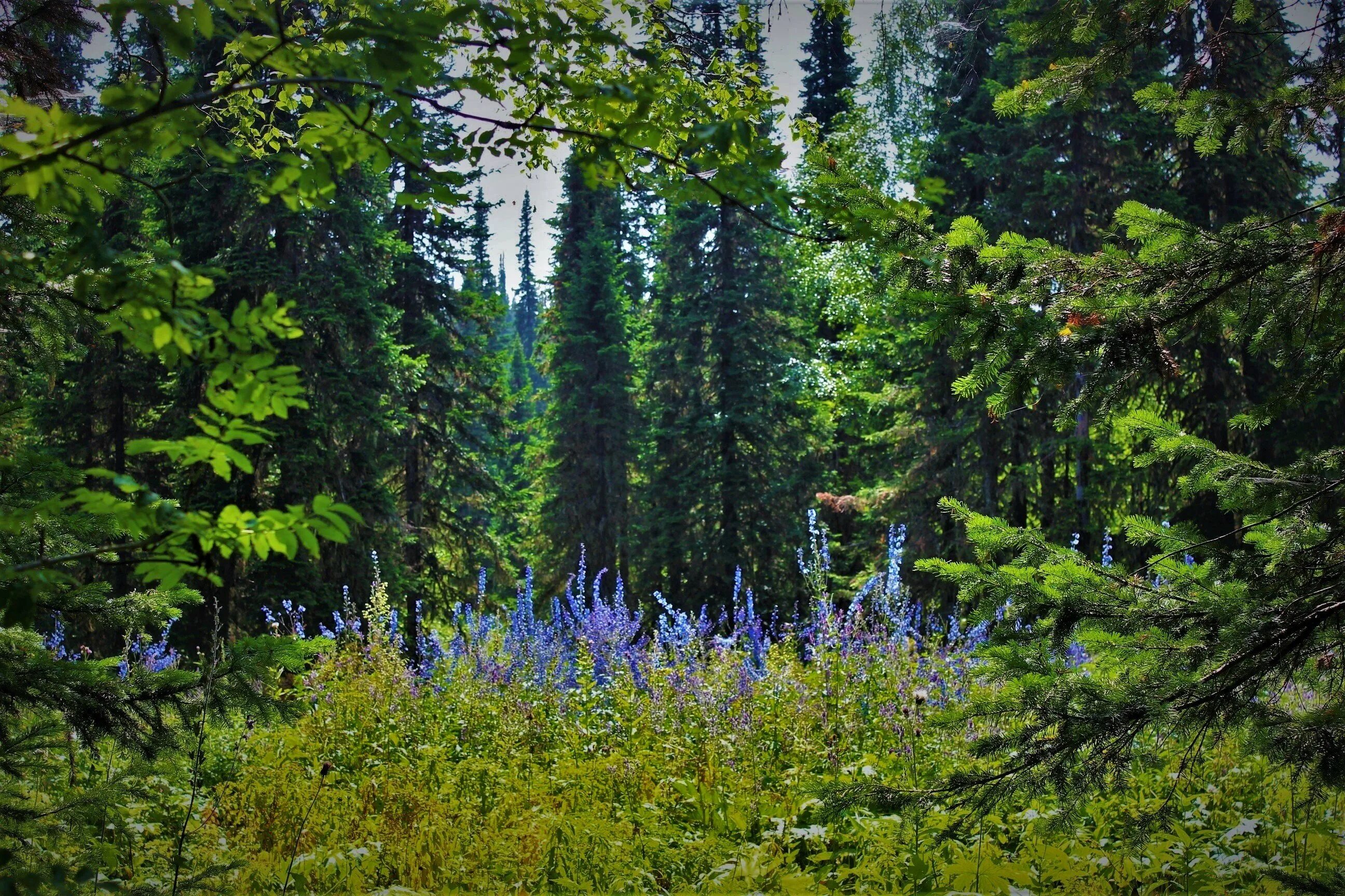 Taiga forest чай