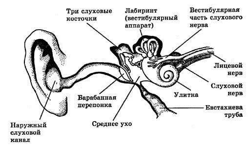 Строение уха и вестибулярного аппарата. Строение слухового анализатора анатомия. Схема строения слухового анализатора рисунок. Слуховой аппарат строение вестибулярный аппарат. Слуховой анализатор и орган слуха анатомия.