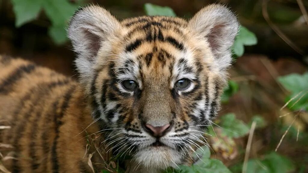 Амурский тайгер. Суматранский тигр фото. Маленький тигренок. Тайгер тигр маленький. Суматранский тигр детеныш.