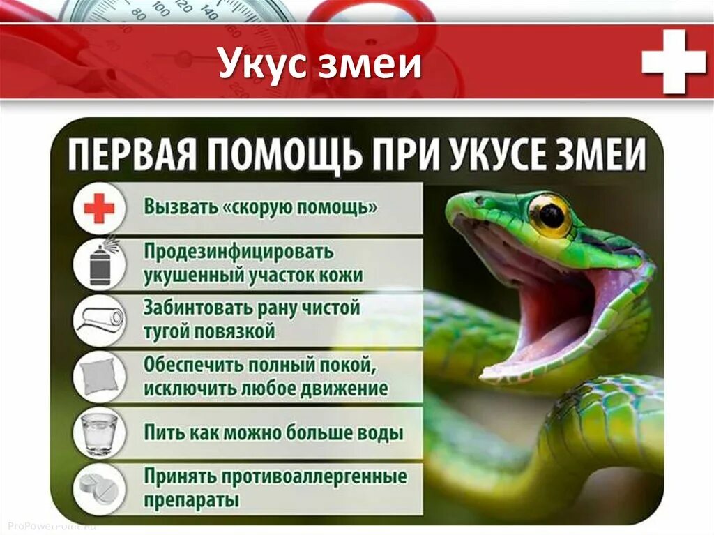 Укус как себя вести. Оказание первой помощи при укусах ядовитых змей. Оказание первой помощи при укусе змеи. Первая помощь при укусах змей памятка. Памятка по оказанию 1 помощи при укусе змеи.