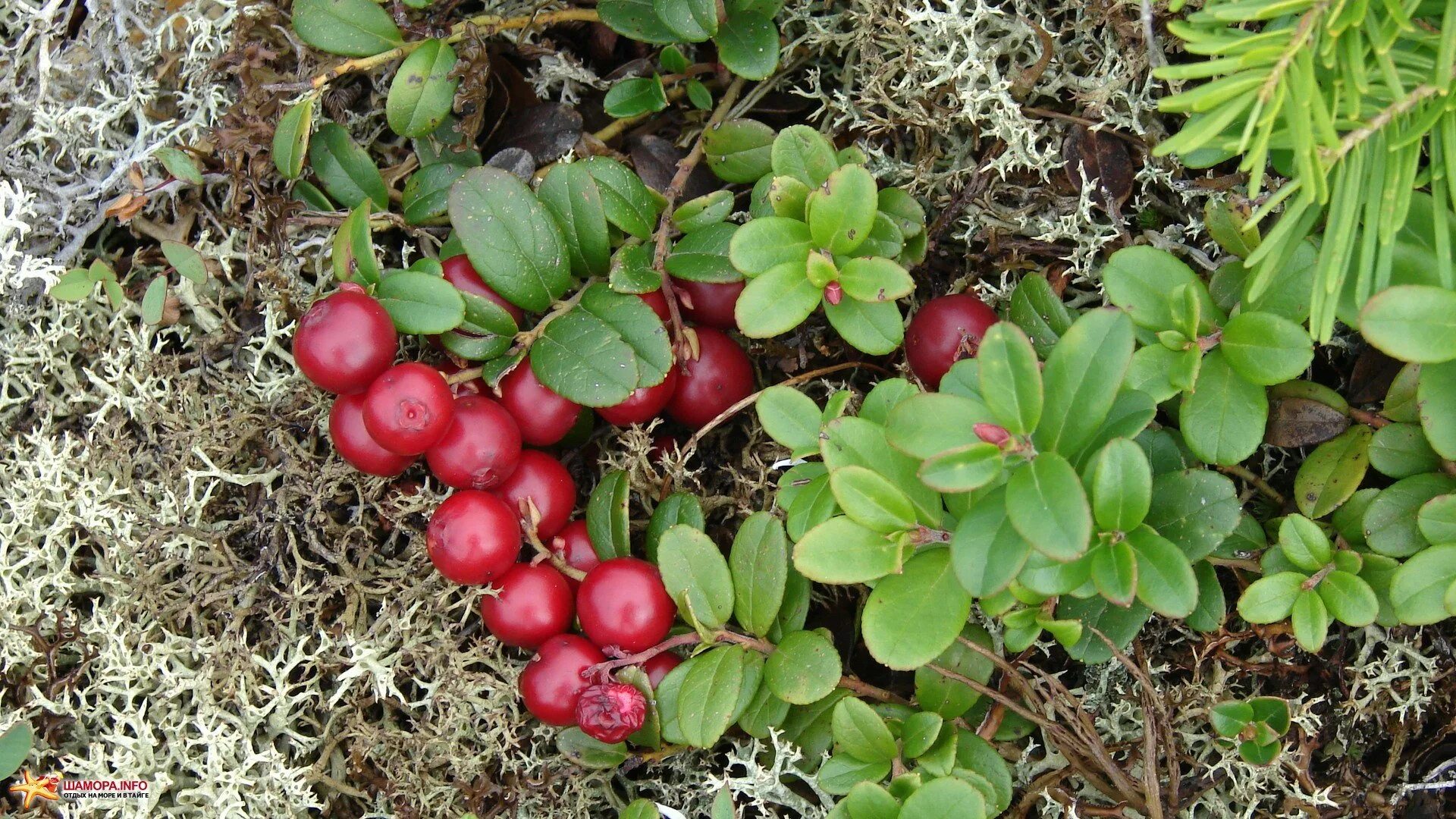 Клюква хорошо растет на берегах рек. Ягоды брусника черника клюква. Клюква болотная. Клюква мелкоплодная. Васюганские болота клюква.