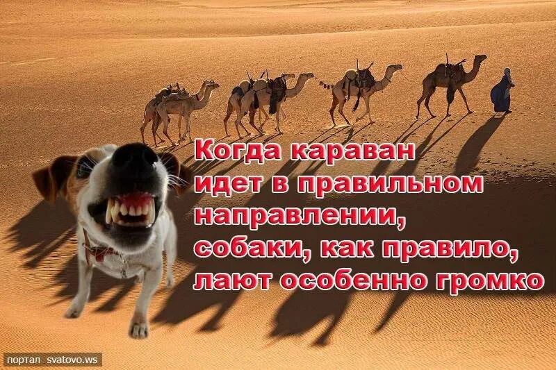 Караван два значения. Сабаки лаят корован мдкт. сабаки лаию каравани идт. собаки лают караван идет. караван лакт собаки идкт.
