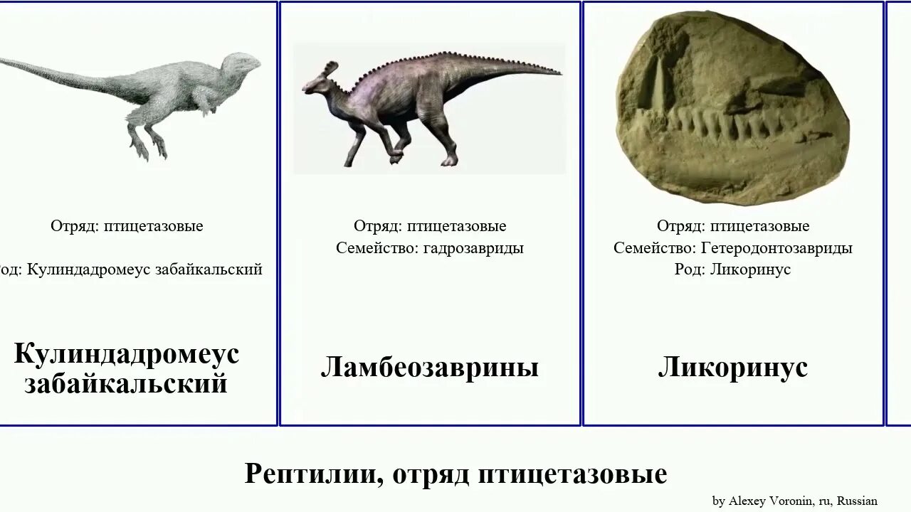 Птицетазовые. Птицетазовые динозавры представители. Птицетазовые и Ящеротазовые. Рептилии Птицетазовые. Современные Птицетазовые.