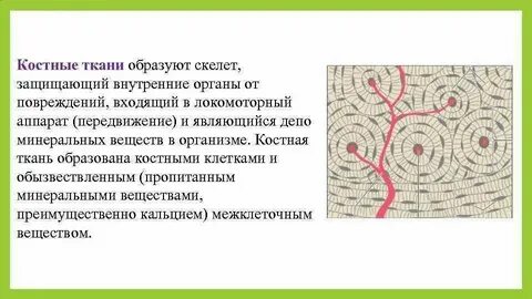 Кости скелета образованы тканью