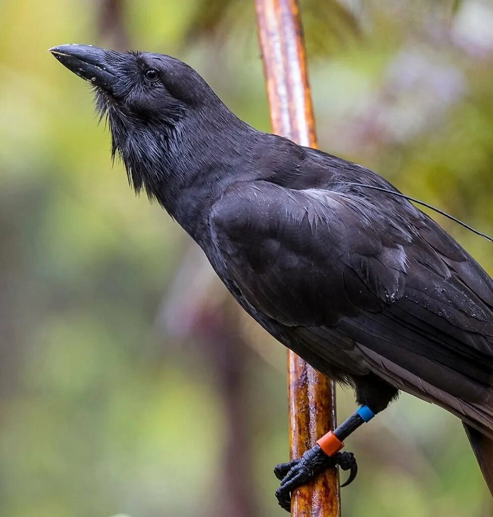 Черный ворон. Белоклювый ворон. Ворон 55. Ворон в древнеславянской мифологии. Итачи с курицей.