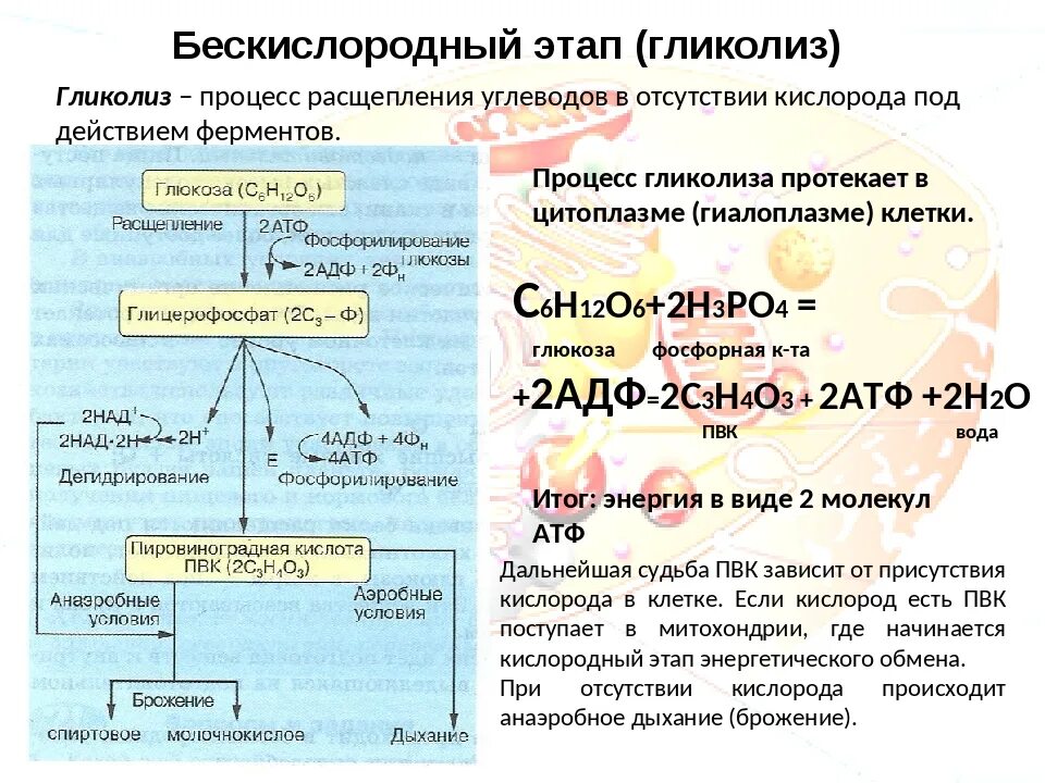 Где происходят этапы энергетического обмена. Подготовительный этап энергетического обмена схема. Гликолиз энергетического обмена схема. Этапы энергетического обмена гликолиз. Бескислородный и кислородный этапы энергетического обмена.