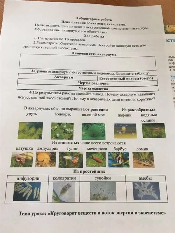 Цепочка пищевой цепи. Цепи питания 8к биология. Пищевая цепь нектар цветов муха синица. Цепи питания задания. Составление схем передачи веществ и энергии цепей питания.
