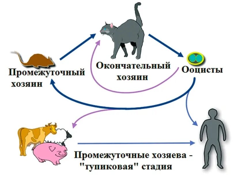 Может ли человек быть промежуточным хозяином. Схема жизненного цикла развития токсоплазмы. Цикл развития токсоплазмы схема. Токсоплазма гондии цикл развития. Токсоплазмоз жизненный цикл схема.