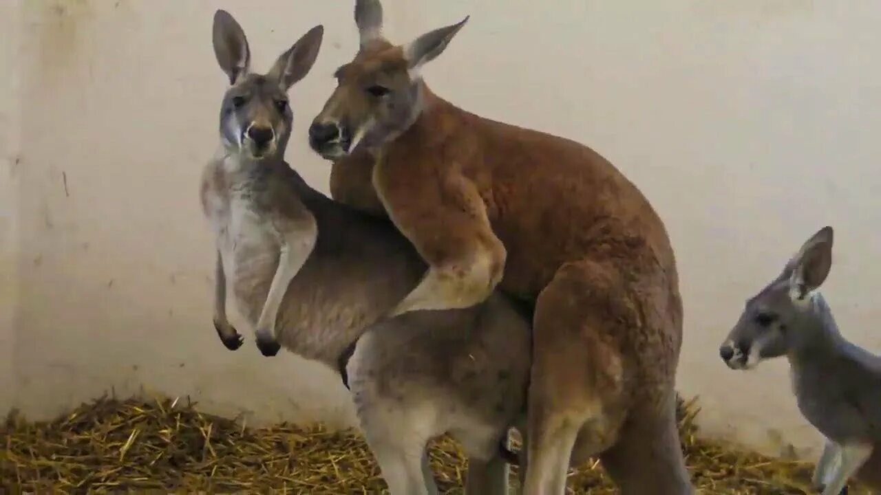 Кенгуру размножение спаривание. Самец кенгуру.