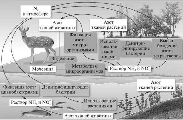 Роль оленя в биологическом круговороте. Круговорот азота в биосфере схема. Круговорот азота в природе кратко. Круговорот железа в биосфере. Круговорот азота в природе схема кратко.
