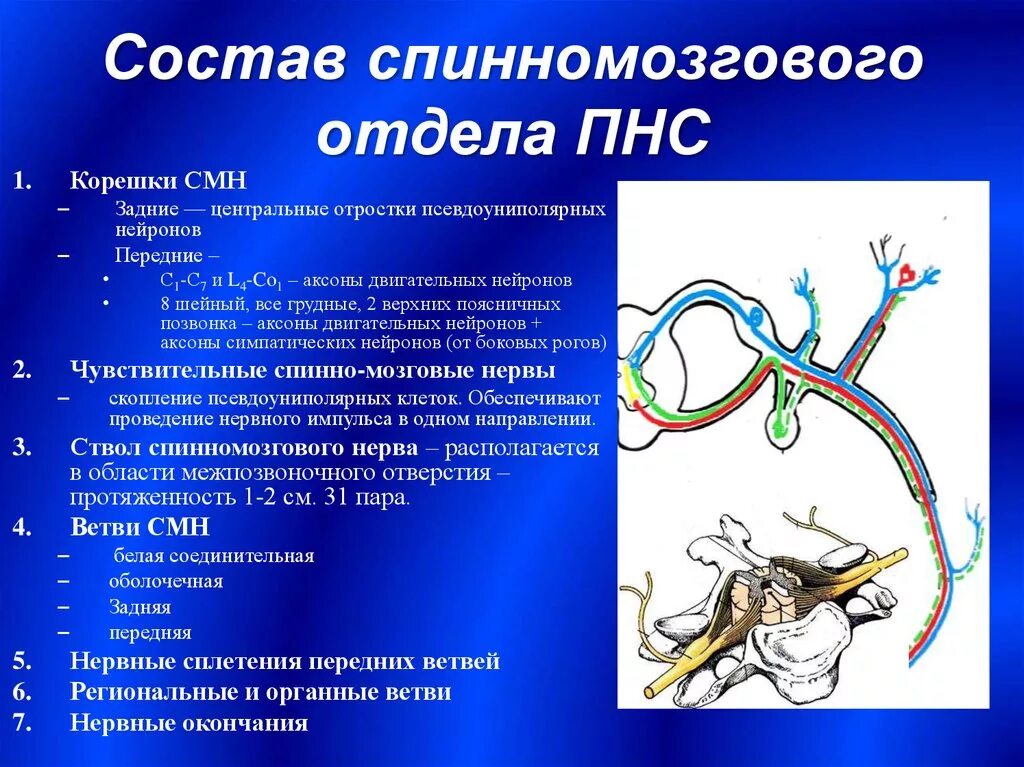 Спинномозговой отдел периферической нервной системы. Ветви спиноо мозгового нерва. Спинномозговые нервы передние и задние корешки. Периферическая нервная система спинномозговые нервы.