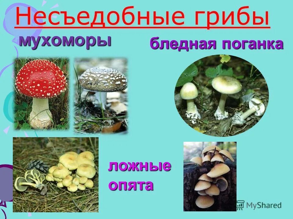 Характеристика ядовитых грибов. Грибы съедобные и не съедобные с газваниями. Съедобные грибы и ядовитые грибы. Несъедобные ядовитые шляпочные грибы. Съедобные грибы несъедобные грибы ядовитые.