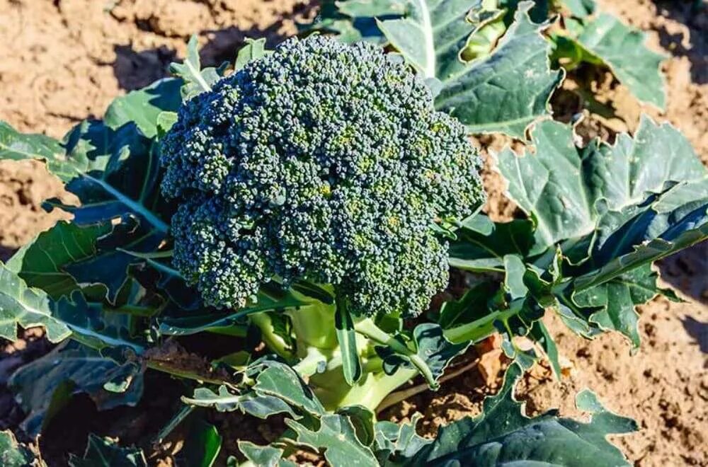 16 Vegetables You Can Grow in the Shade Vegetables, Growing vegetables, Veggie b