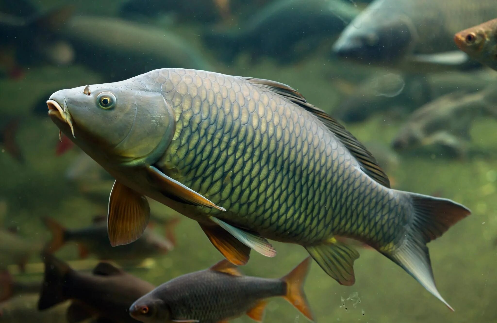 Какой рыбы является карп. Сазан (cyprinus carpio). карп обыкновенный – cyprinus carpio. сазан (= карп обыкновенный) – cyprinus carpio. сиамский императорский карп.