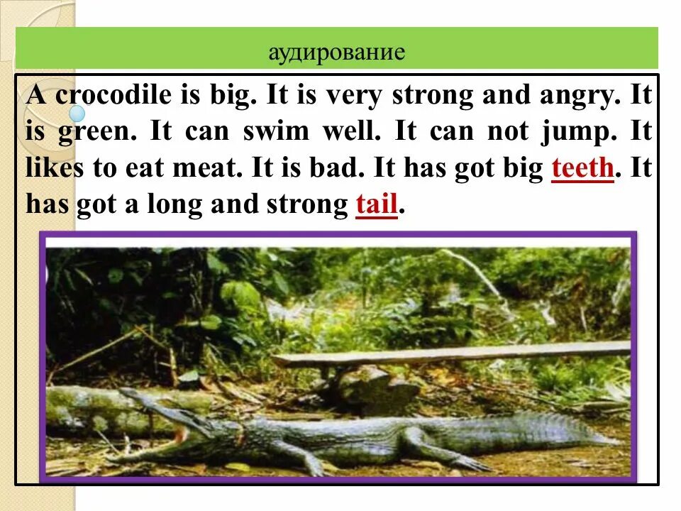 Описание крокодила на английском. Рассказ про крокодила на английском. Крокодил презентация по английскому языку. Крокодил рассказ по английскому. Ronda s dog is not long перевод