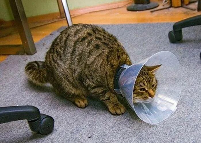 Сколько коту носить воротник после кастрации