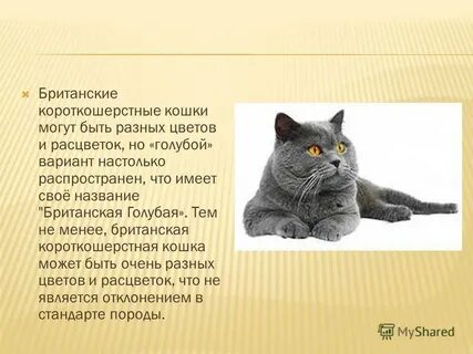 Рассмотрите фотографию кошки породы британская и выполните