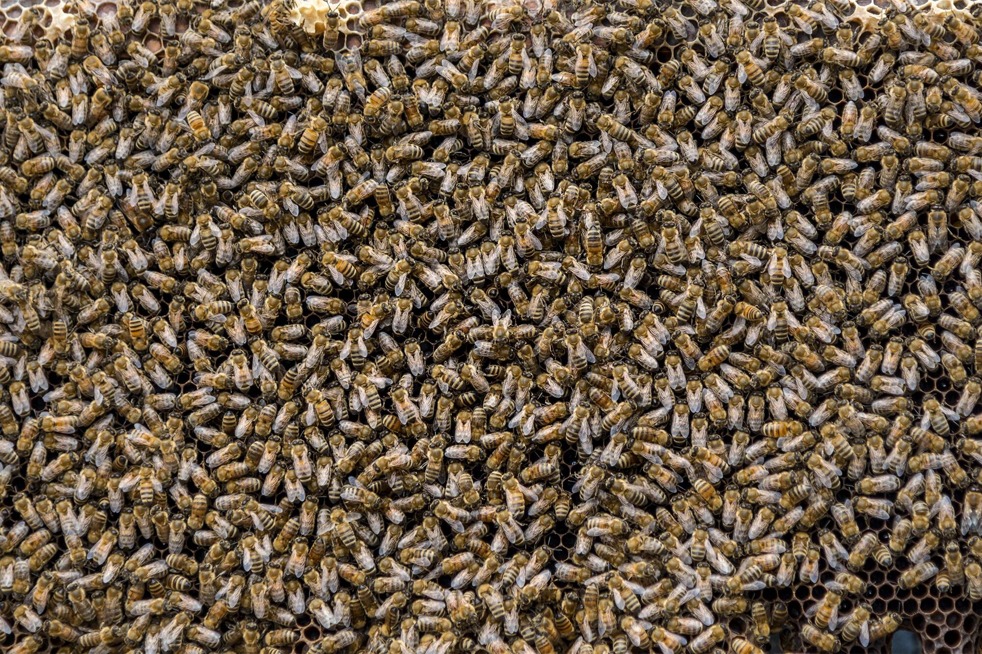 The swarm flock of bees that had