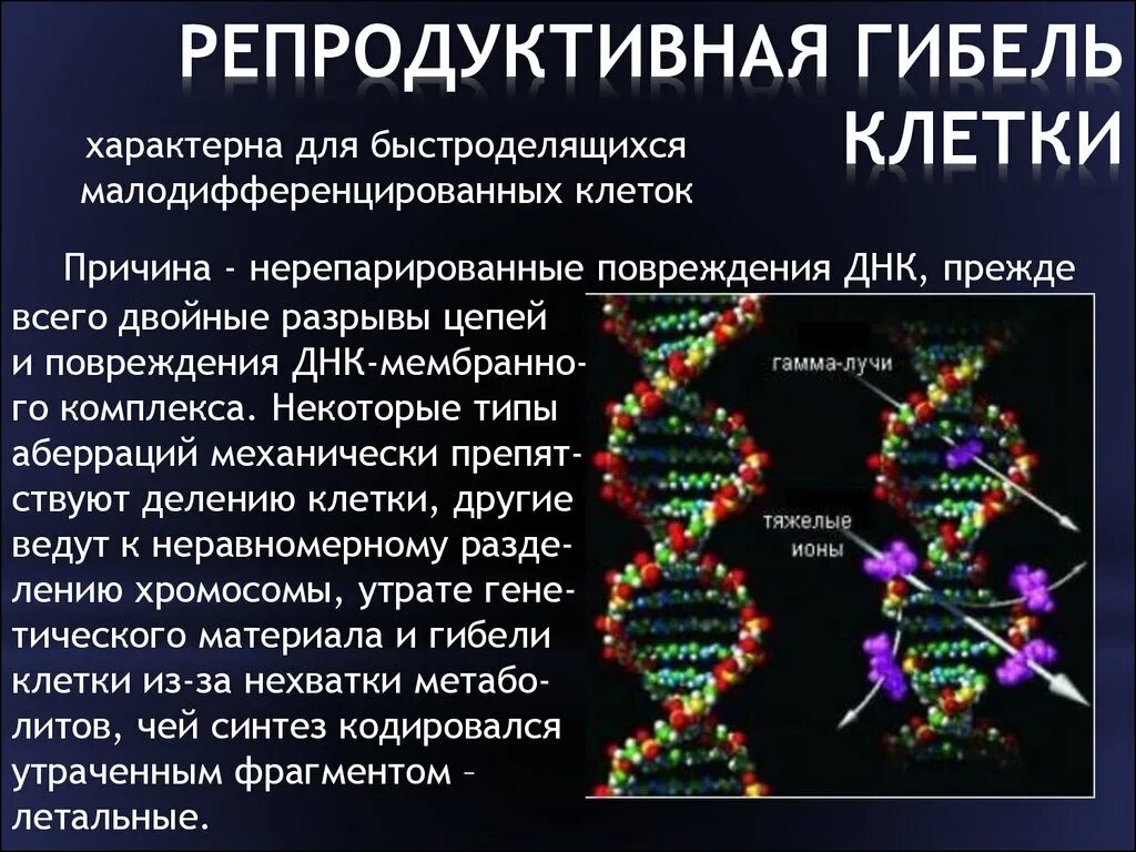 Репродуктивная гибель клеток. Интерфазная и репродуктивная гибель клеток. Поврежденная структура ДНК. Репродуктивная форма гибели клеток. Радиация механизм