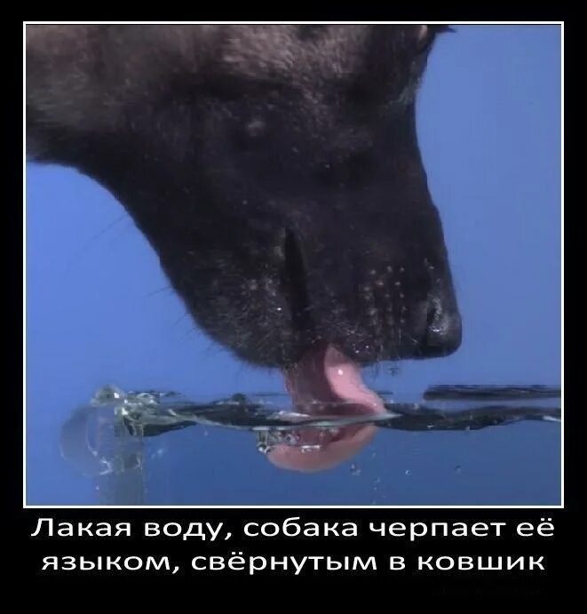 Что нибудь про собак. Интересные собаки. смешные факты о собаках. весёлый факт про собак. собаке интересно.