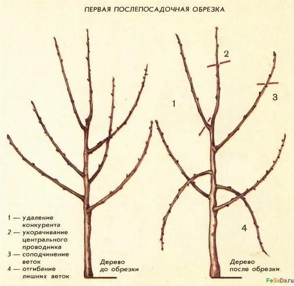 Обрезка абрикоса весной схема. Схема обрезки яблони весной. Обрезка саженцев яблонь весной схема. Схема обрезки саженцев яблони весной. Обрезка абрикоса весной как обрезать дерево правильно