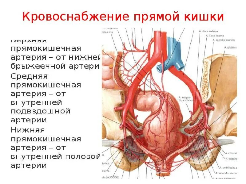 Кровообращение малого таза у женщин. Подвздошная артерия анатомия. Кровоснабжение таза схема. Кровоснабжение малого таза схема. Маточная артерия кровоснабжает.