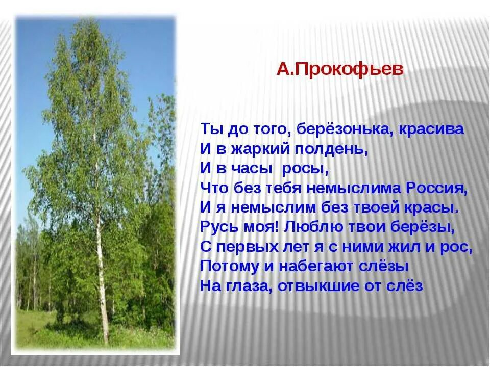 Описание березы. Береза символ России. Интересные факты о Березе. О берёзе кратко. День березы в россии в 2024 году