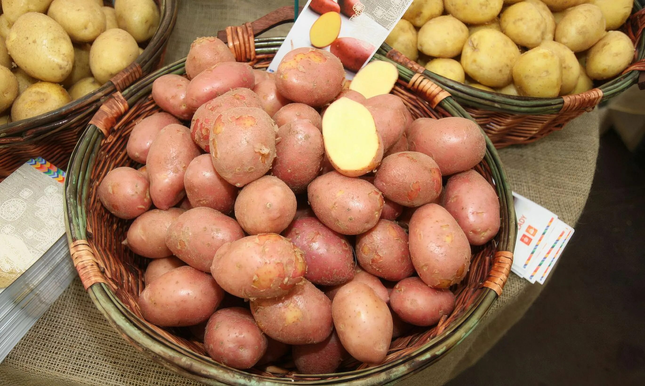 Где купить семенную. Картофель Розара элита семенной. Розара семена картофеля. Семенная картошка Розара. Финская картошка.