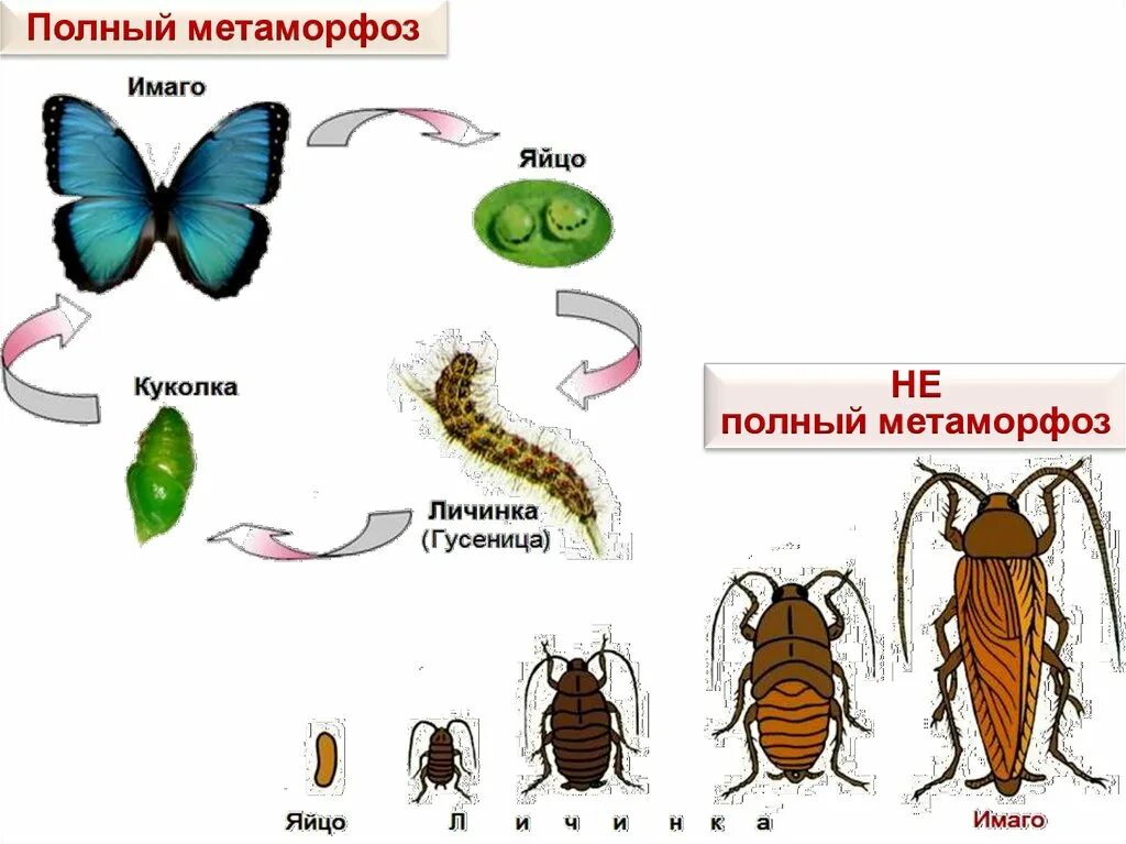 Метаморфоз это превращение. Полный метаморфоз. Полный и неполный метаморфоз. Насекомые с полным превращением. Полный метаморфоз и неполный метаморфоз.