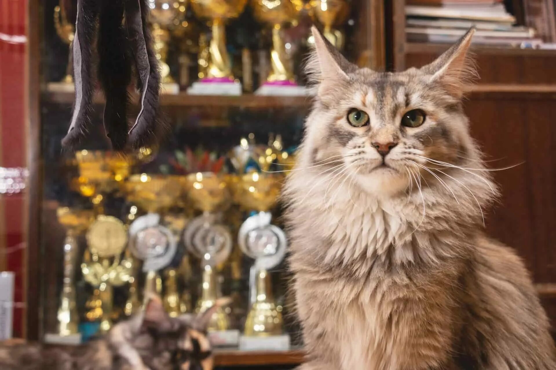 Котенок с поднятой лапой. Много котиков. Много красивых кошек. Кошка обедает. Коты.