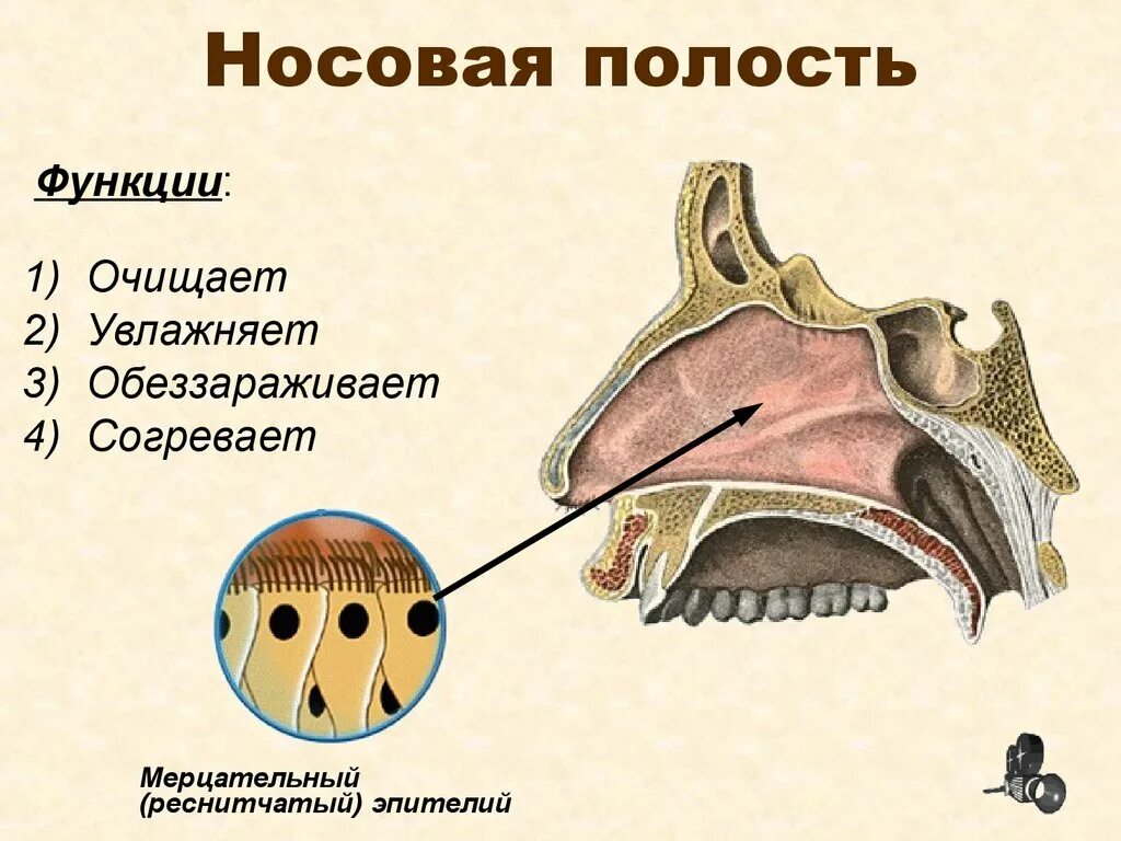 Носовые полости функции органа. Полость носа строение и функции. Функции полости носа анатомия. Носовая полость строение анатомия. Нос полость носа строение.