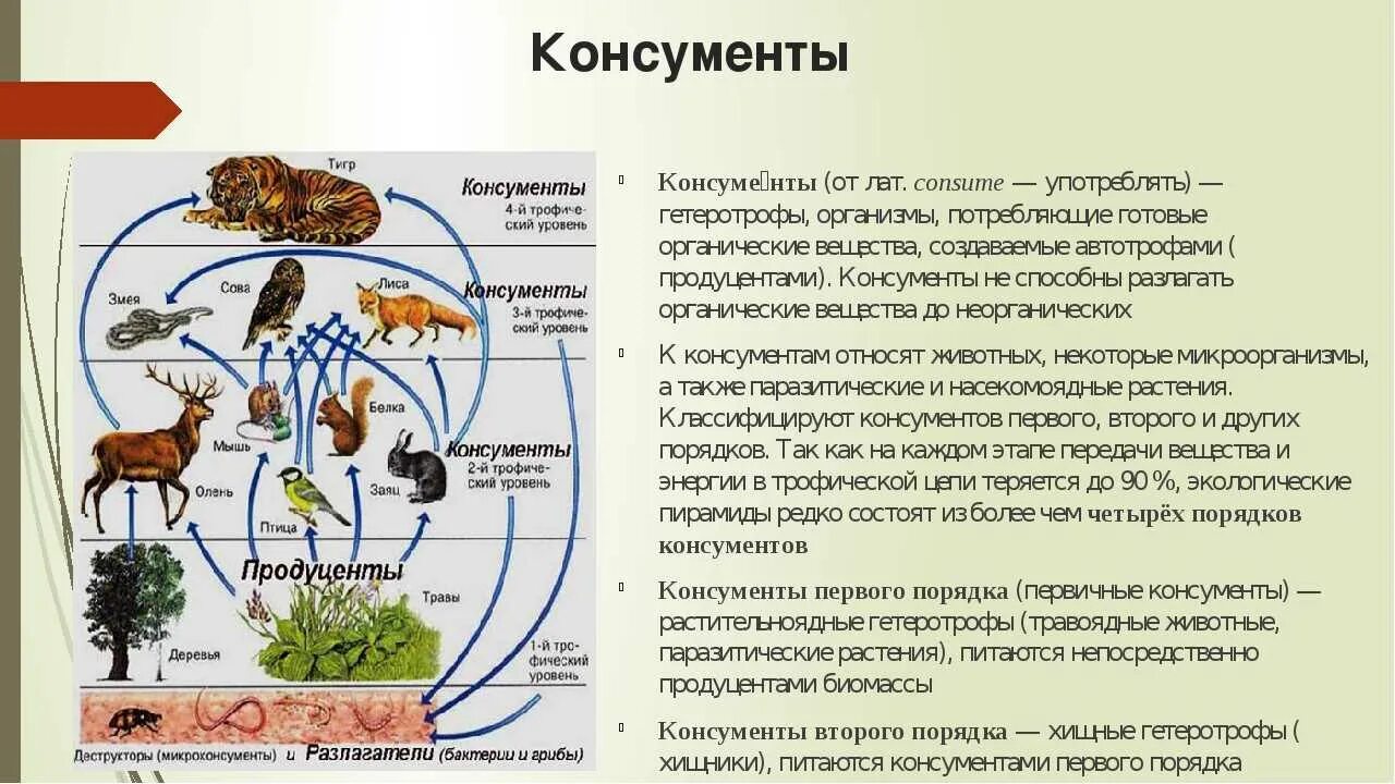 Три функциональные группы экосистемы