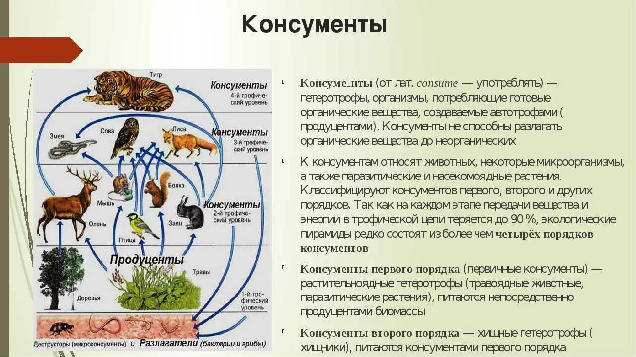 Какова роль производителей в пищевой цепи кратко. Консументы. Животные консументы. Организмы консументы. Консументы гетеротрофы организмы.