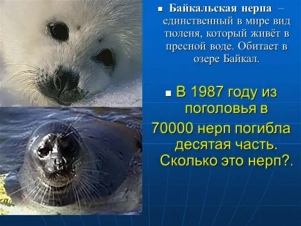 Среда обитания байкальской нерпы. Байкальская нерпа среда обитания. ареал обитания байкальской нерпы. байкальская нерпа среда обитания водная. приспособленности байкальская нерпа.