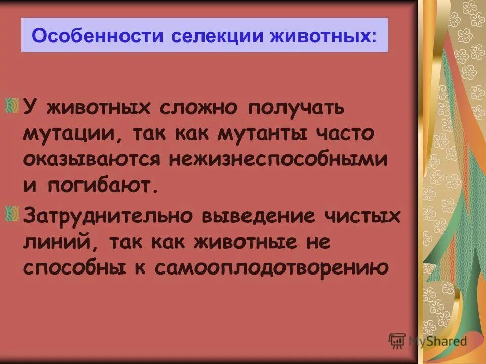 Чистая линия в селекции животных. Чистая линия в селекции. Чистая линия в селекции животных. Чистую линию в селекции растений называют. Чистые линии группы организмов.