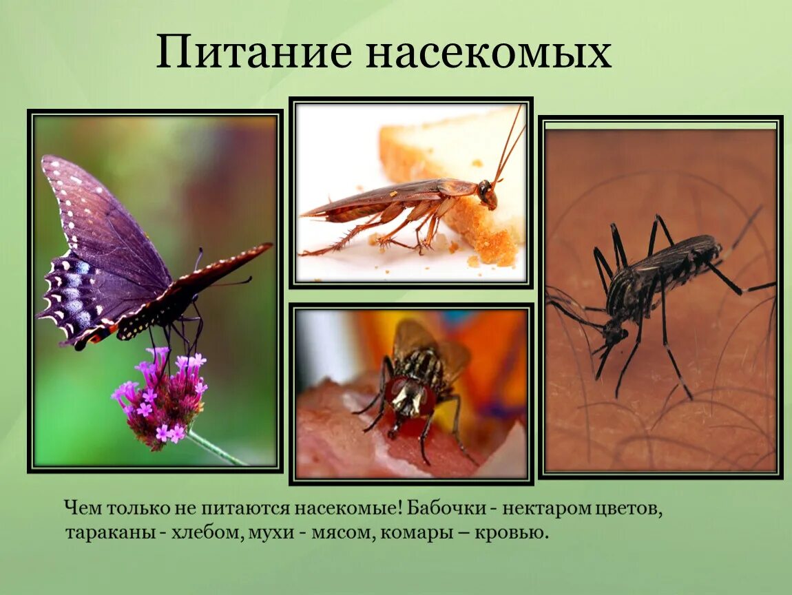 Питание насекомых. Полезные насекомые для дошкольников. Насекомые презентация. Презентация на тему насекомые.