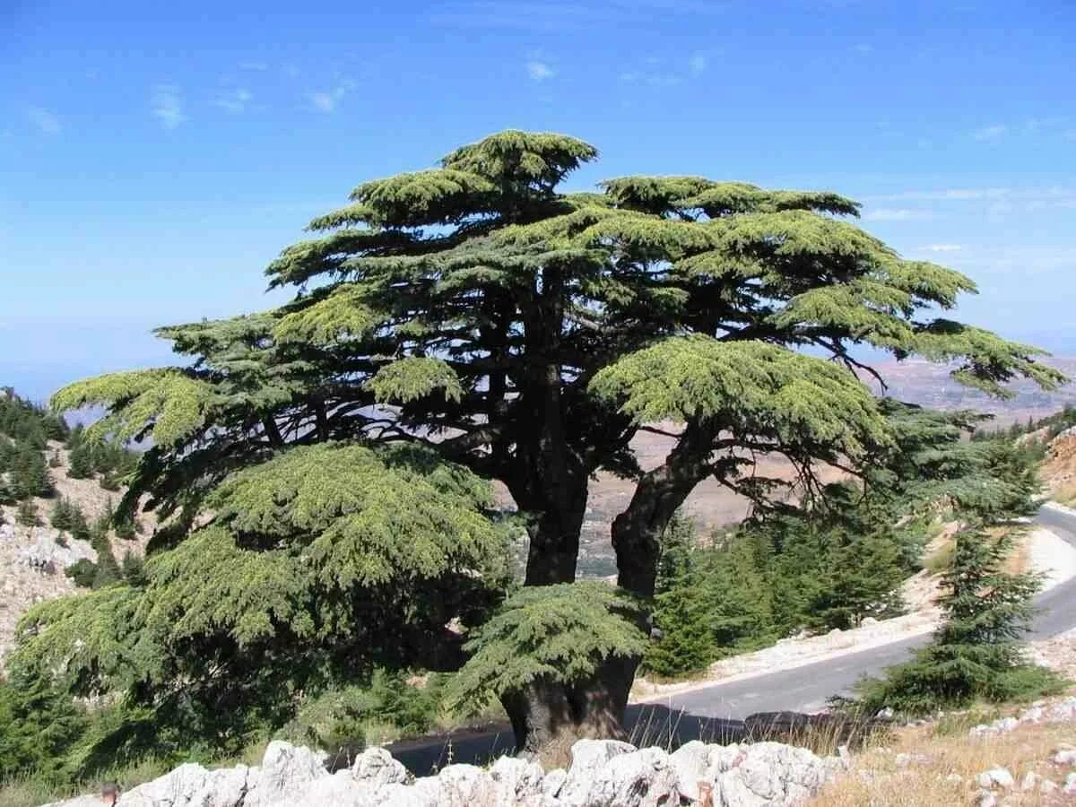 Деревья растущие на севере. Ливадийский кедр. Дерево Картас кедр. Кедр ливанский дерево. Ливанский кедр Турция.