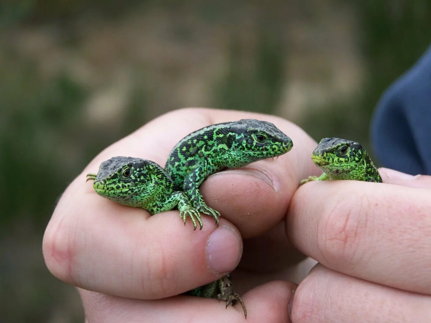 Ящерица прудовая. Карликовый геккон (Sphaerodactylus ariasae). Прыткая ящерица меланист. Прыткая ящерица маленькая. Зеленая прыткая ящерица.