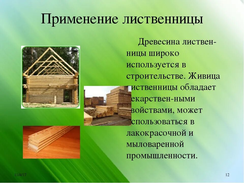 Роль лиственницы. Использование лиственницы. использование древесины лиственницы. применение лиственницы. качество древесины лиственницы.
